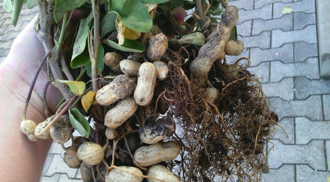 Gymnazista Julko vypestoval arašidy